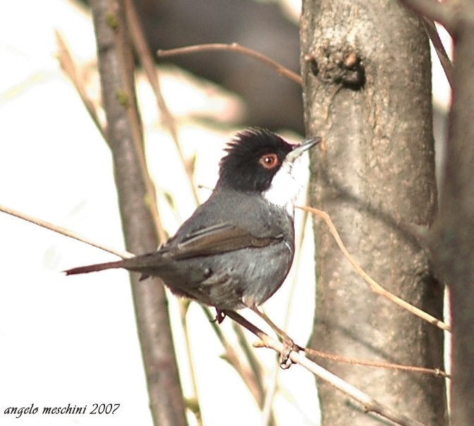 Occhiocotto - Sylvia melanocephala